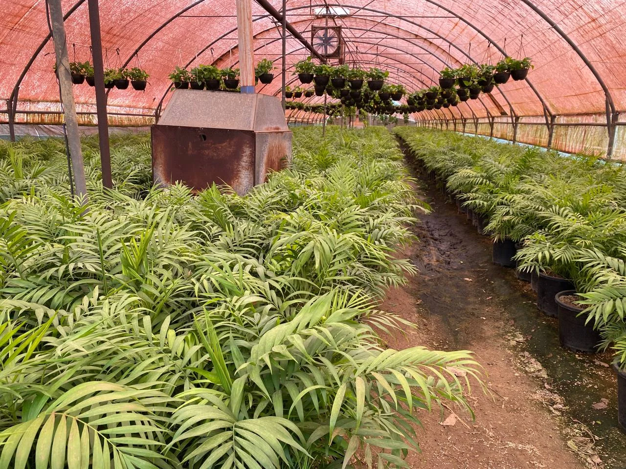 تصویر واقعی گلخانه